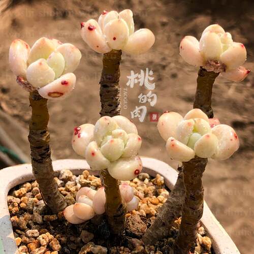 罗琦优选 叶片 可白底 多肉植物 萌系新手叶插
