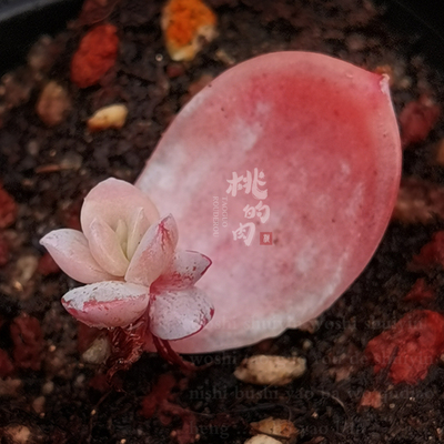 桃叶片福包多肉新品奶酪珍妮冰魄甜心冰玉橙梦种子杂交进口新手