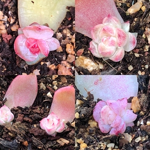 叶片福利包小链接