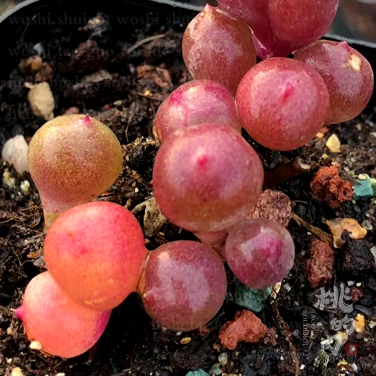 QQ糖 叶片 多肉植物  一代qq 杂交圆滚 新手萌系叶插