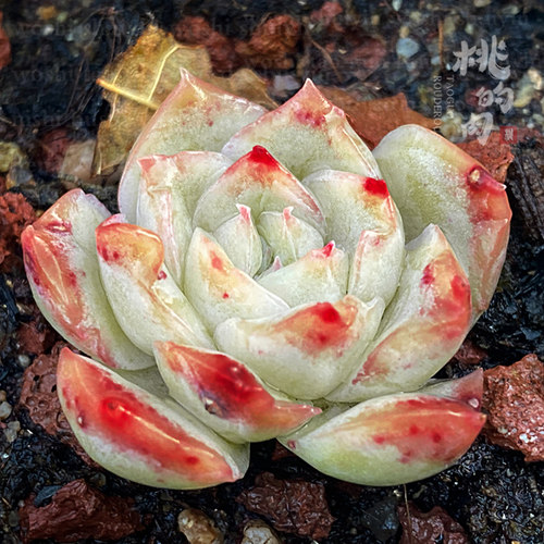 多肉叶片新品自杂冰系血斑稀有