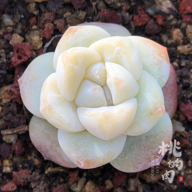 冰玉优选 可白底 进口多肉叶片 奶油系阳台趣味新手叶插