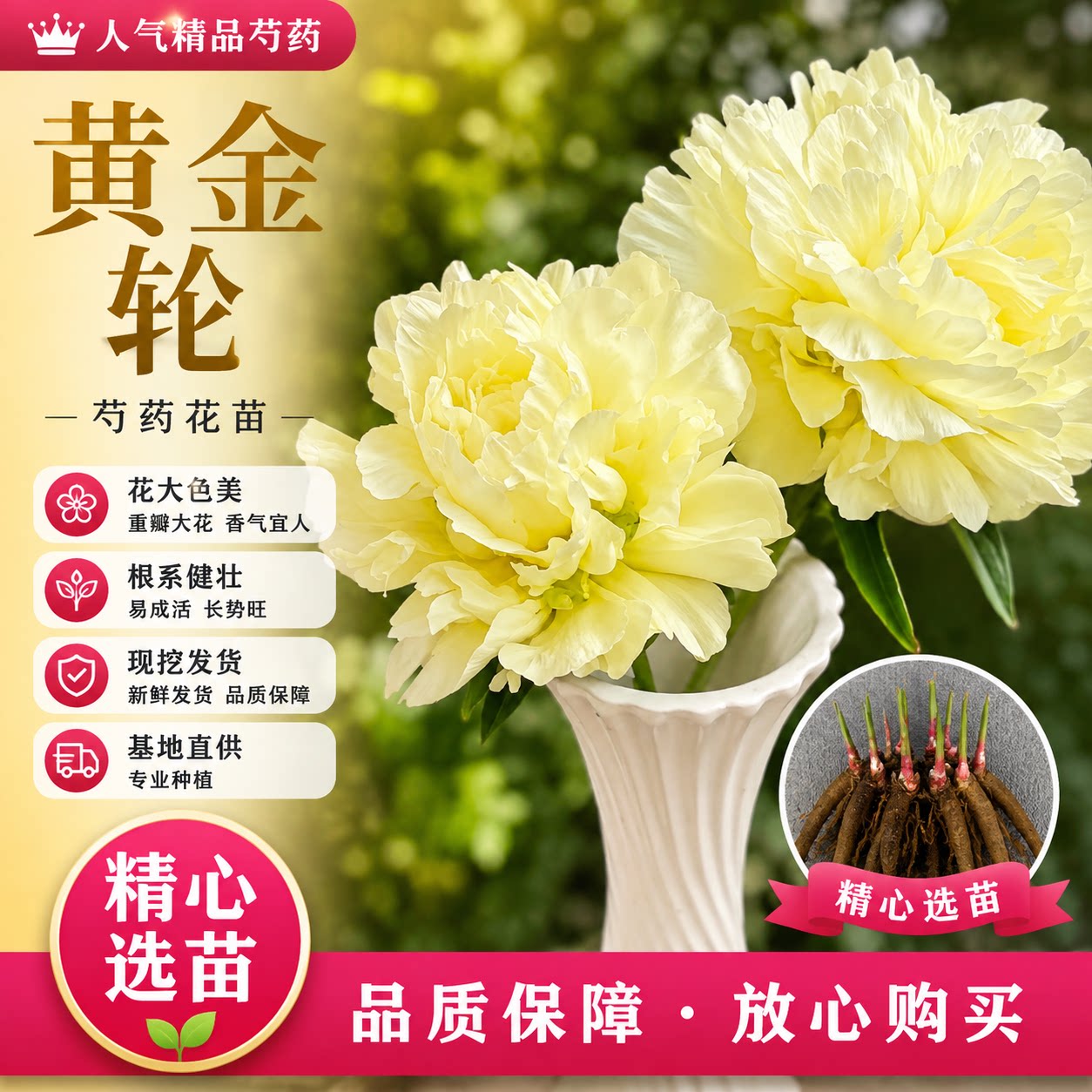 菏泽正品芍药花苗盆栽花卉正品芍药苗花型庭院种植花卉现挖包对版