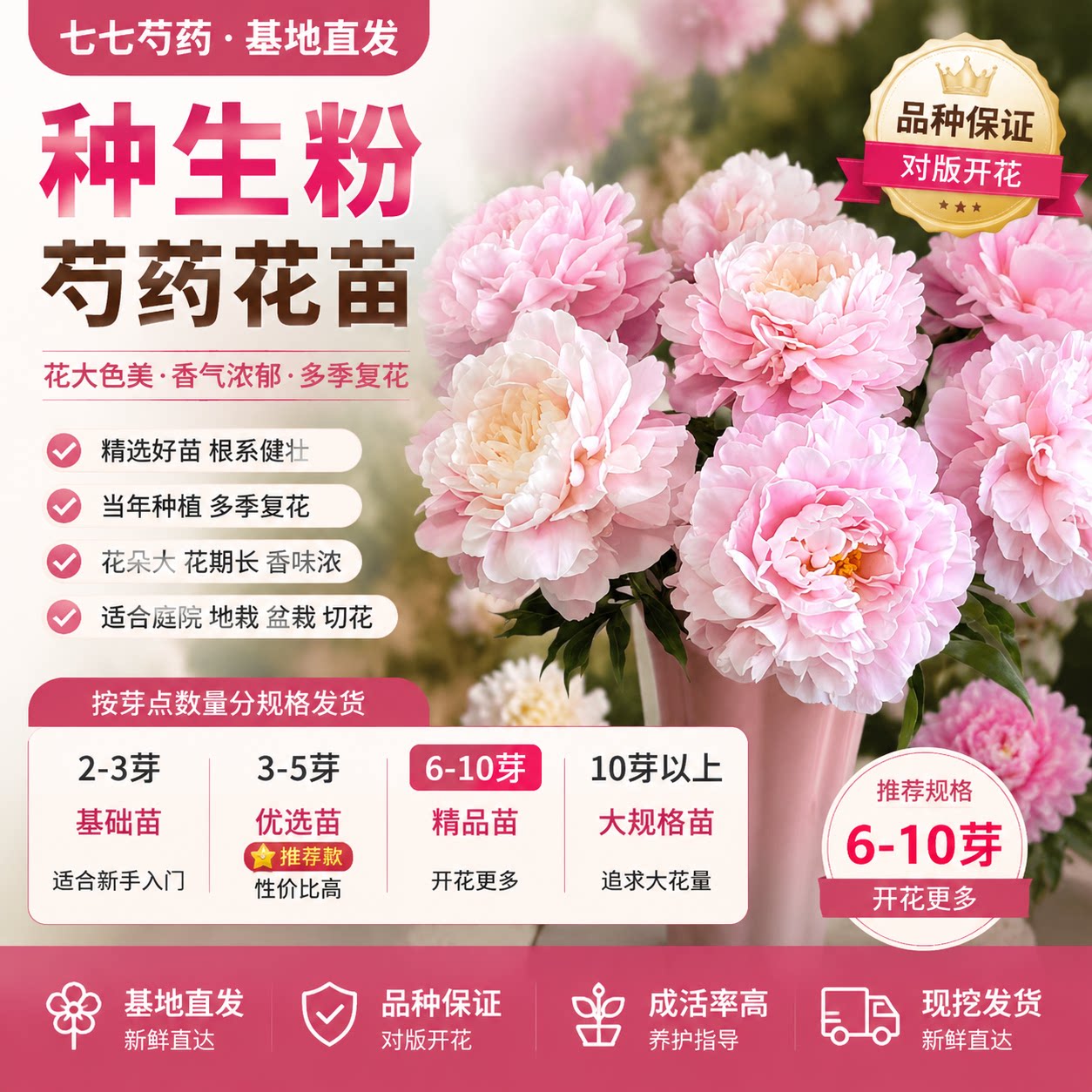 菏泽芍药花苗盆栽花卉正品芍药苗花型饱满庭院种植花卉现挖包对版