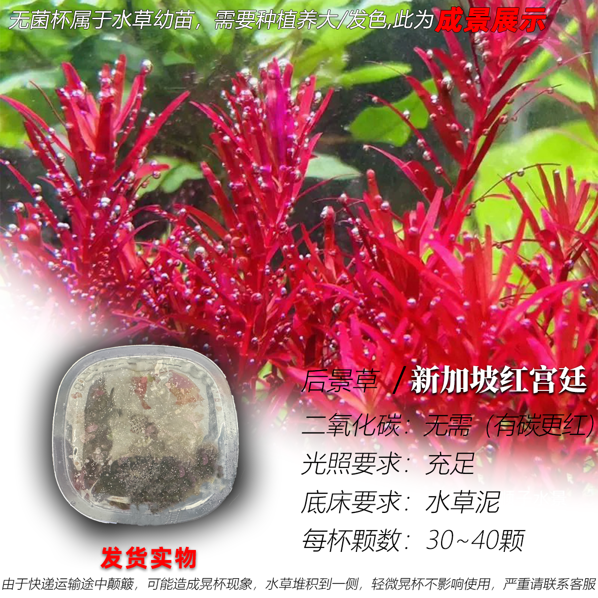新加坡血红宫廷无菌杯阴性水草缸红色后景鱼缸造景荷兰景无需CO&sup2;