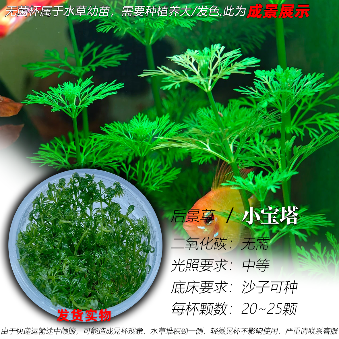 小宝塔无菌杯水草阴性后景鱼缸造景原生缸古法缸非羽毛宝塔大宝塔