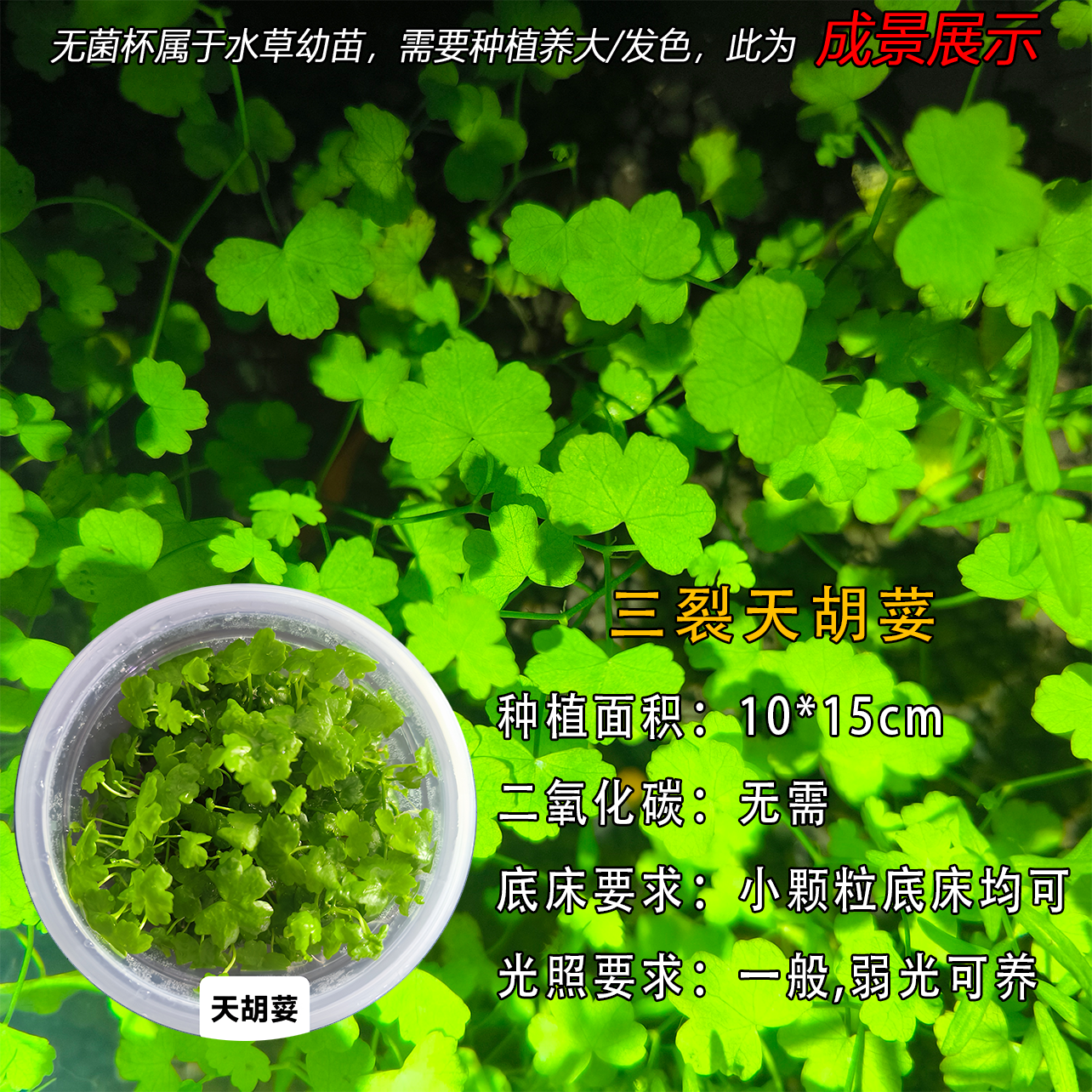 三裂天胡荽无菌杯阴性水草鱼缸造景古法缸天湖葵天湖荽小米鱼缸