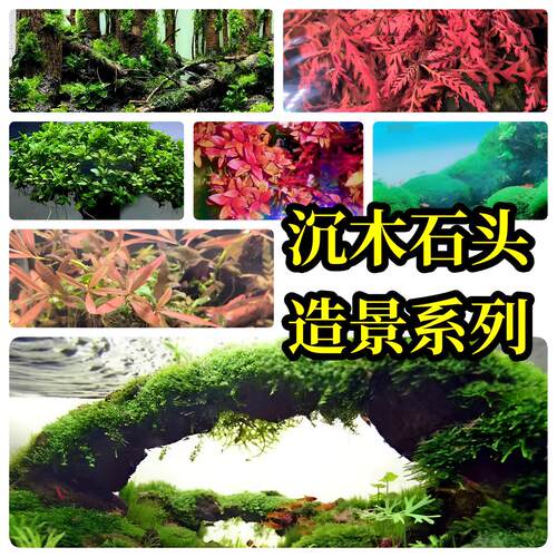 粘贴水草合集鱼缸造景