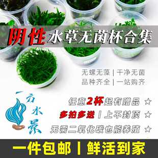 阴性水草合集无菌杯水草鱼缸造景水草缸水下植物前景草坪矮珍珠草
