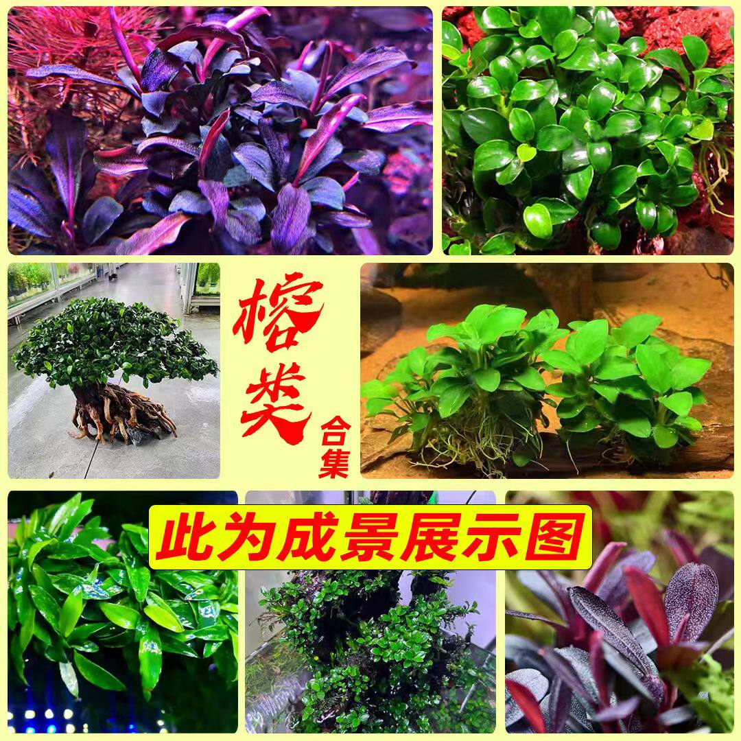 辣椒榕类系列台湾迷你水榕无菌杯水草圆叶NEO老幽灵红蜻蜓柯达岗