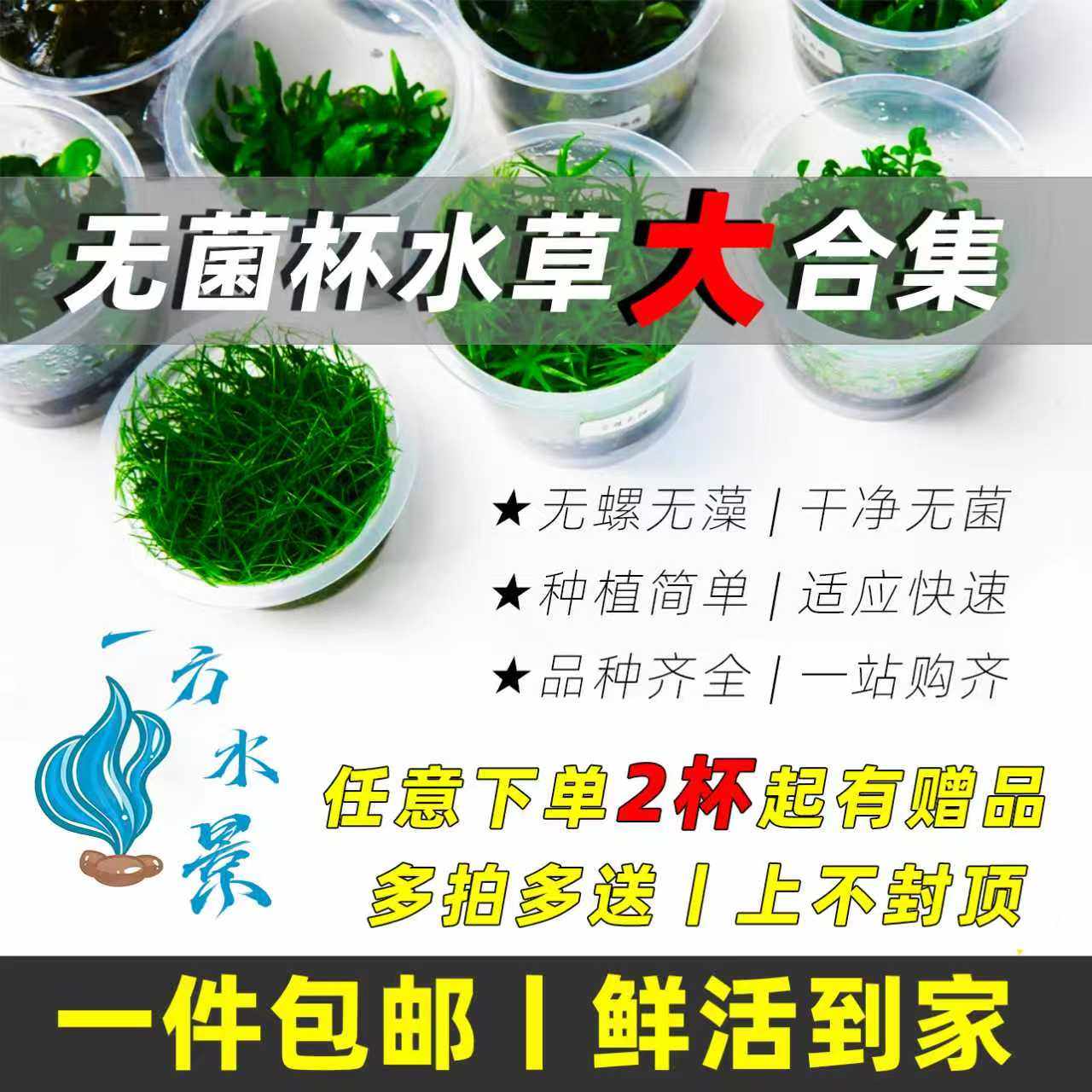 无菌杯水草大合集鱼缸造景水草缸造景前景草坪矮珍珠牛毛绿宫廷