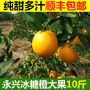 永興冰糖橙新鮮水果橙子10斤大果 純甜橙子湖南冰糖橙甜橙 當季 包郵
