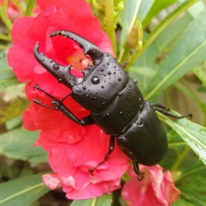 包邮甲虫锹甲甲虫活体昆虫