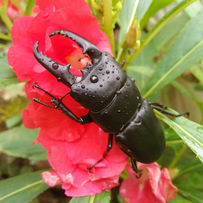 包邮甲虫锹甲甲虫活体昆虫