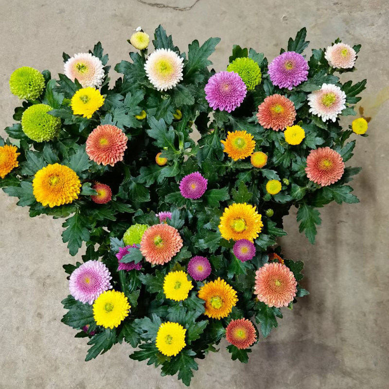 盆栽带花原土发货阳台好养重瓣七彩球菊花期长耐热耐寒多色