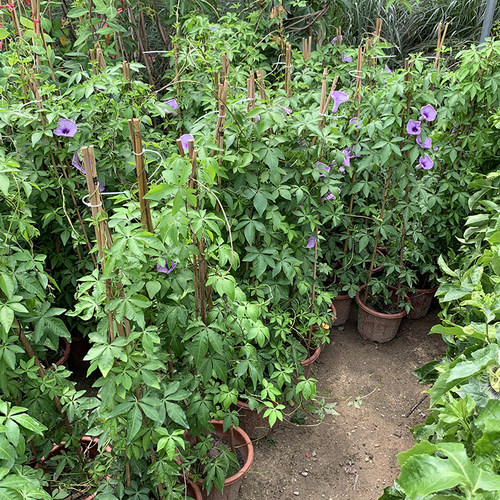 台湾紫藤牵牛花阳台盆栽