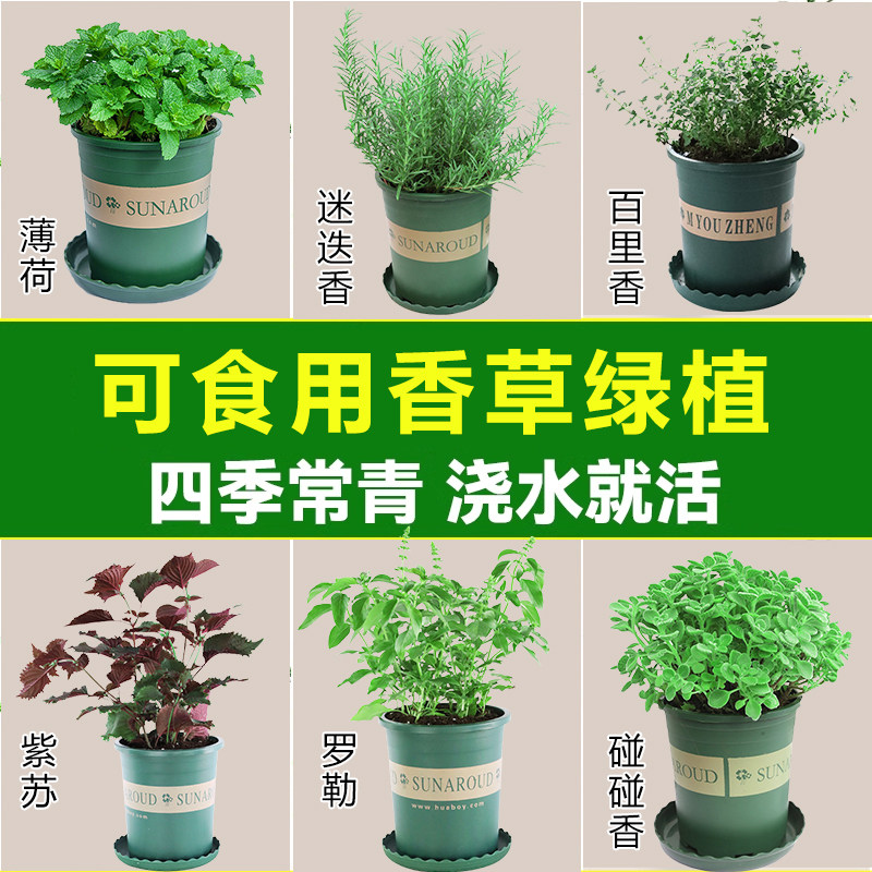 百里香盆栽新鲜食用牛排香草植物图片