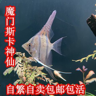 魔门斯卡神仙鱼大型燕鱼热带精品观赏鱼小型淡水好养七彩神仙鱼苗