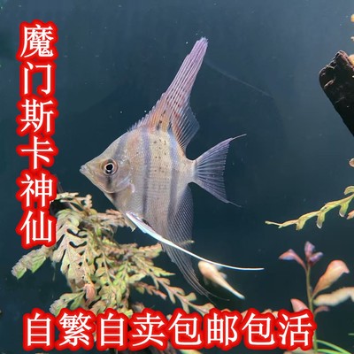 魔门斯卡神仙活鱼好养耐活观赏鱼