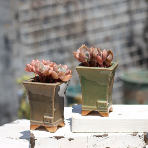 粗陶花盆复古小老桩多肉