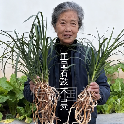 正宗石鼓大雪素兰花开花好养活浓香型宽叶壮苗云南莲瓣兰白素兰花