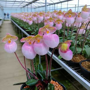 正宗硬叶玉女兜兰盆栽兰花苗室内阳台花卉绿植拖鞋兜兰开花好养活
