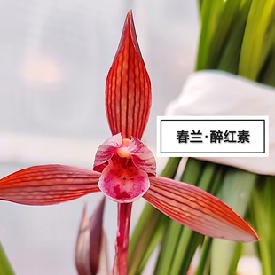 正宗春兰带花苞包公魂醉红紫阳中东玫瑰红素兰花浓香开花好养阳台