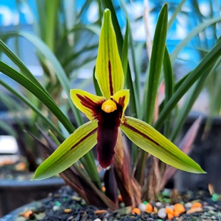 正宗春兰包公魂浓香兰花带花苞开花好养名贵裸根兰花客厅阳台盆景