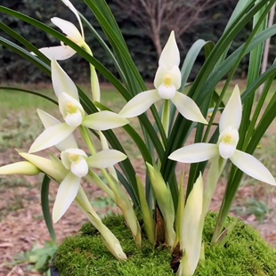 正宗四川春兰白雪冰心带花苞经典铭品白素花绿植花卉盆栽雪影兰花