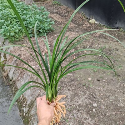 正宗云南莲瓣兰石鼓大雪素兰花开花好养浓香型花卉盆栽宽叶壮苗