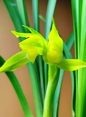 正宗四川春剑黄花黄素兰花室内盆栽花卉绿植物名贵裸根兰花苗带花