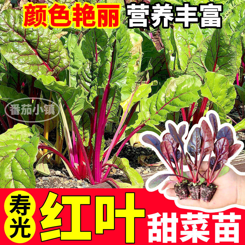 寿光红叶甜菜苗秧四季高产金叶高甜甜菜种子阳台盆栽带土球蔬菜苗