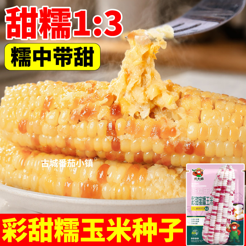 寿光彩甜糯玉米种子黄白黑东北黏棒槌脆甜花糯玉米种子农田种植
