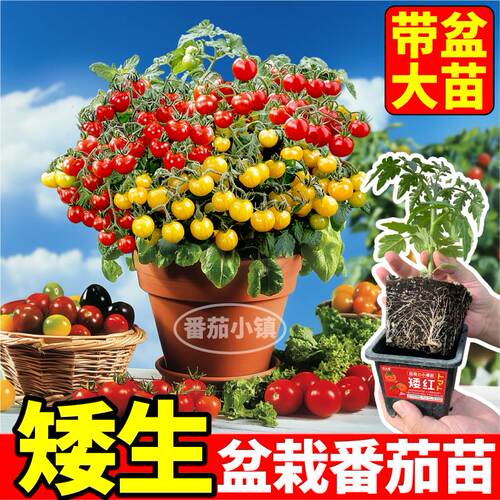 带盆矮生番茄苗秧小柿子各种颜色带土发货四季阳台盆栽易种植寿光