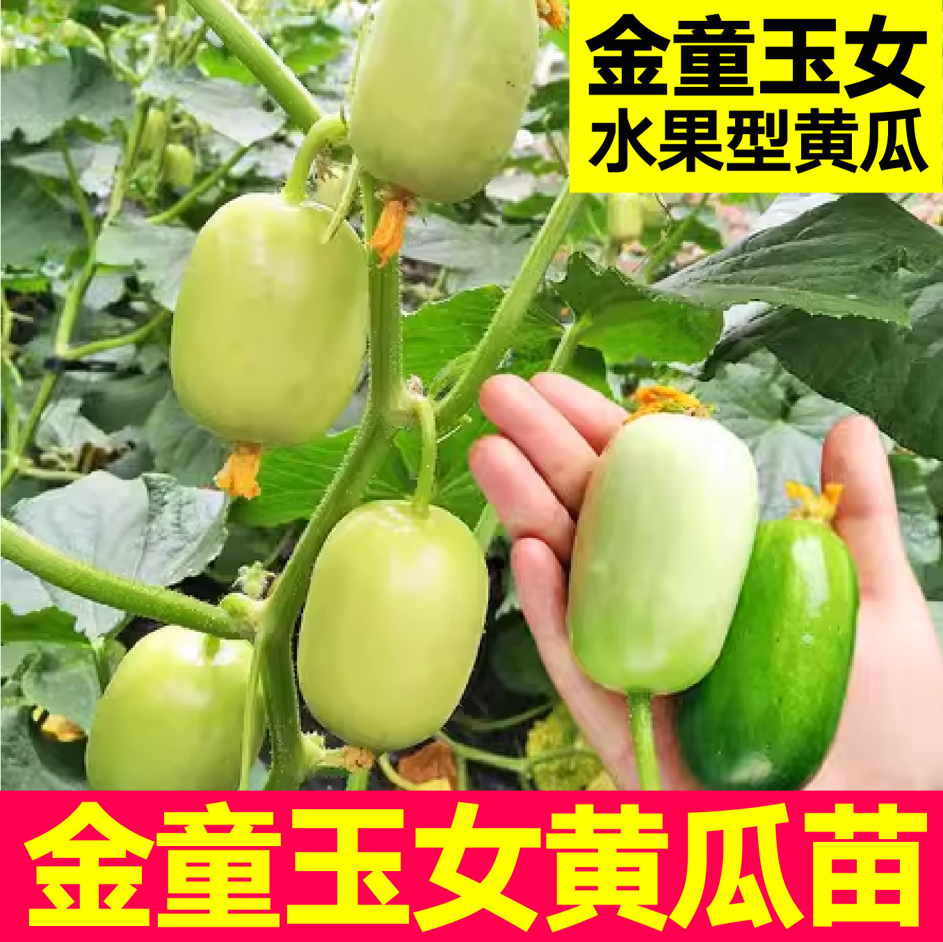 好看又好吃金童秧苗黄瓜秧苗带土迷你拇指小水果黄瓜种子四季盆栽