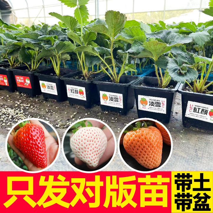 只发对版苗盆栽草莓苗秧带土盆四季奶油白草莓原土天使淡雪丹东99
