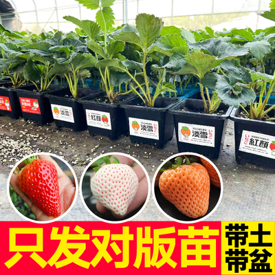 只发对版苗盆栽草莓苗秧带土盆四季奶油白草莓原土天使淡雪丹东99