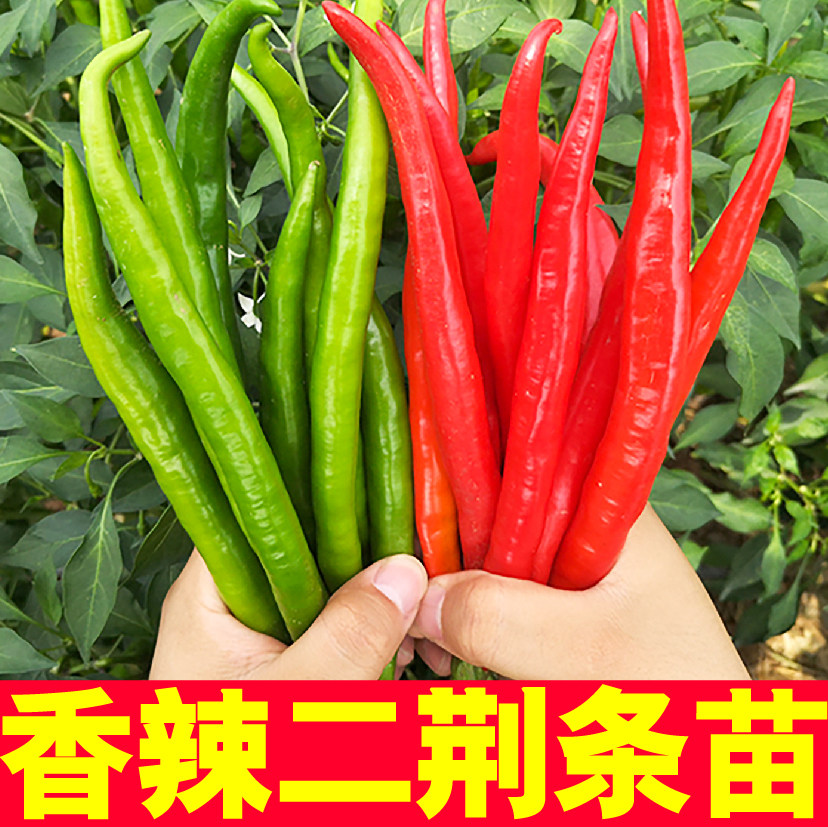 香辣四川二荆条苗秧种子四季盆栽阳台春秋高产青红线椒蔬菜籽寿光