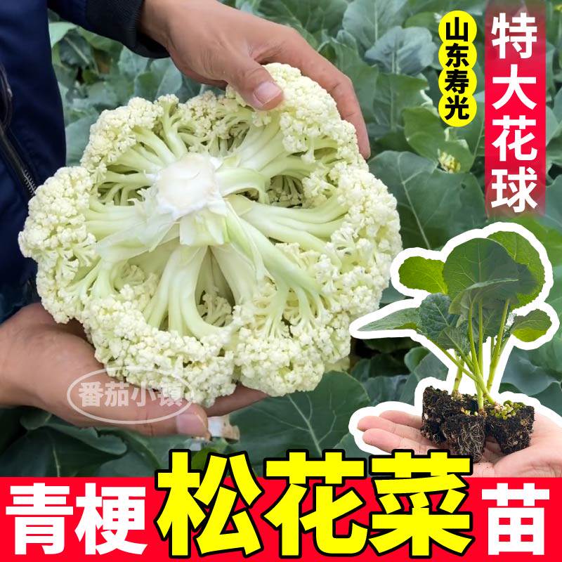 青梗松花菜苗秧带土发货花球紫花菜西兰花种子秋冬小院种植易成活