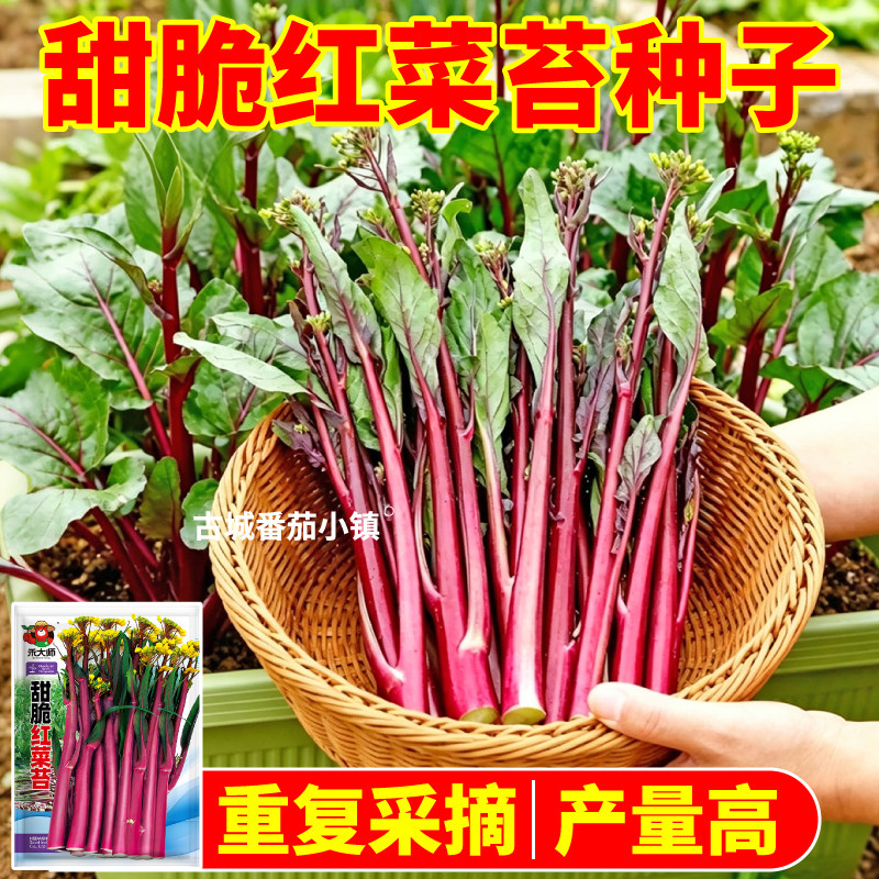 当年新种红菜苔种子早熟脆甜速生蔬菜种籽早秋播种大田耐热抗病