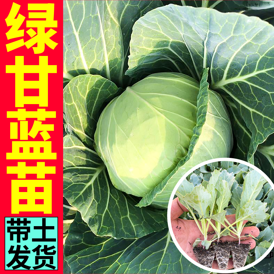 寿光绿甘蓝菜苗秧青梗结球紫绿甘蓝西兰花种子四季庭院阳台盆栽籽