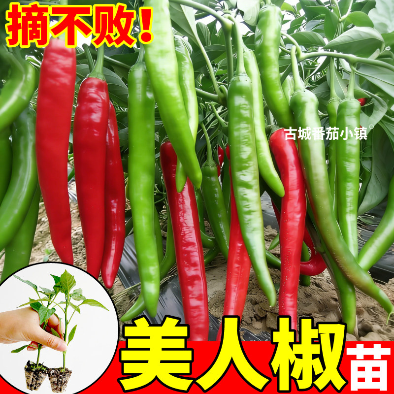 特辣特香美人椒辣椒苗秧苗摘不败早熟高产辣椒树种子杭椒线椒幼苗