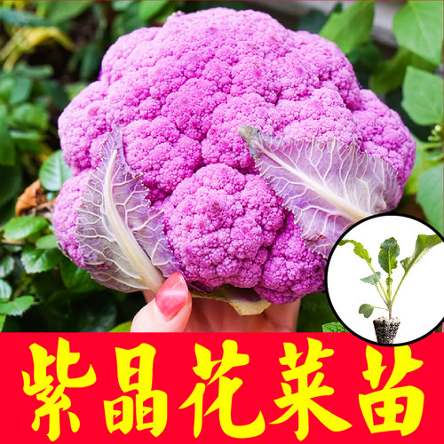 紫晶一号花菜苗秧四季春秋盆栽绿紫西兰花花椰菜种子穴盘根系发达