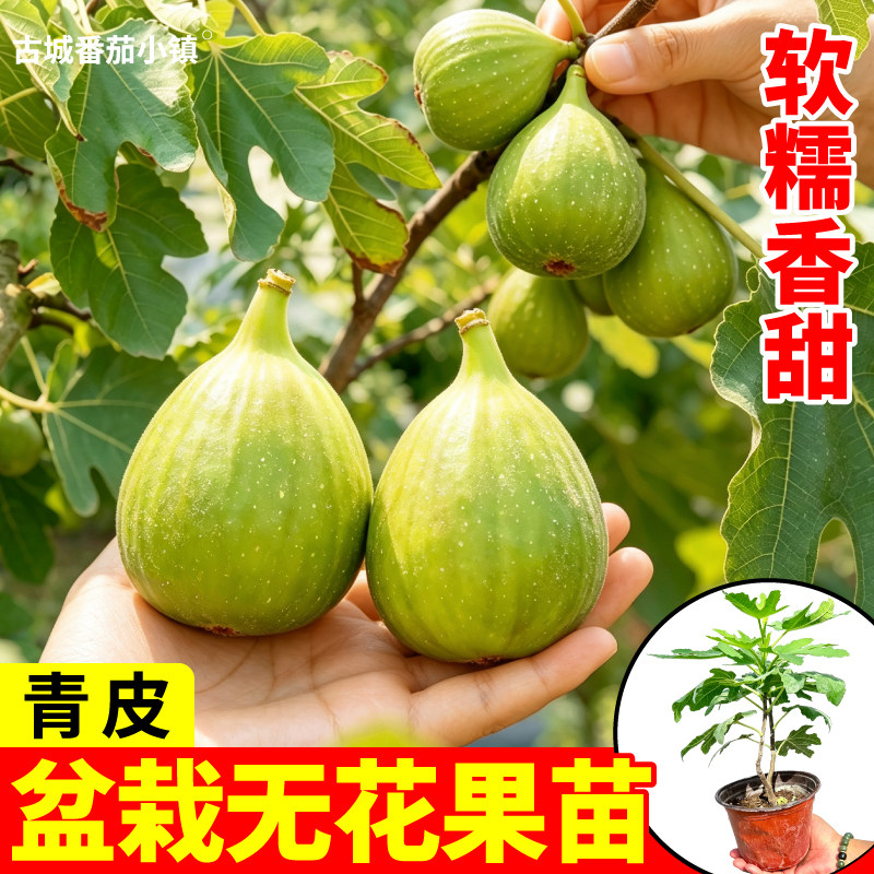 青皮无花果树苗盆栽波姬红芭劳奈无花果庭院盆栽苗寿光基地直发