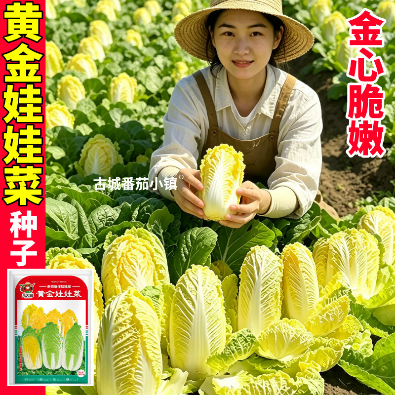 黄金娃娃菜种子农家小院春秋四季播种小白菜田地盆栽庭院蔬菜种籽