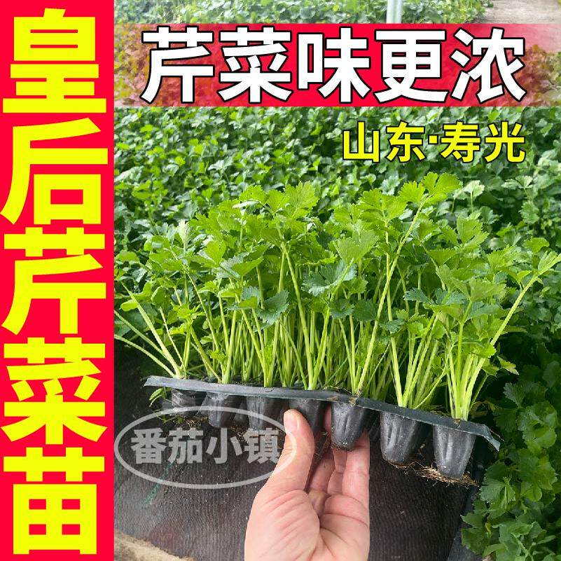 寿光皇后芹菜苗秧带土球四季小香芹红香芹种子盆栽阳台蔬菜苗高产