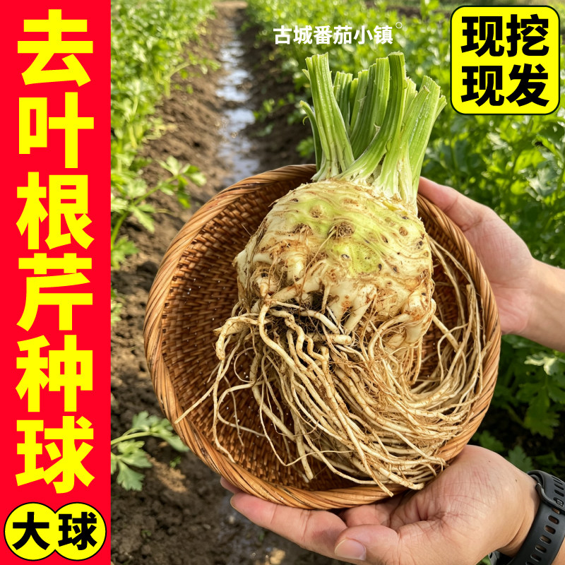 正宗根芹种球去叶根芹大疙瘩地中海新鲜现挖阳台盆栽种植芹菜