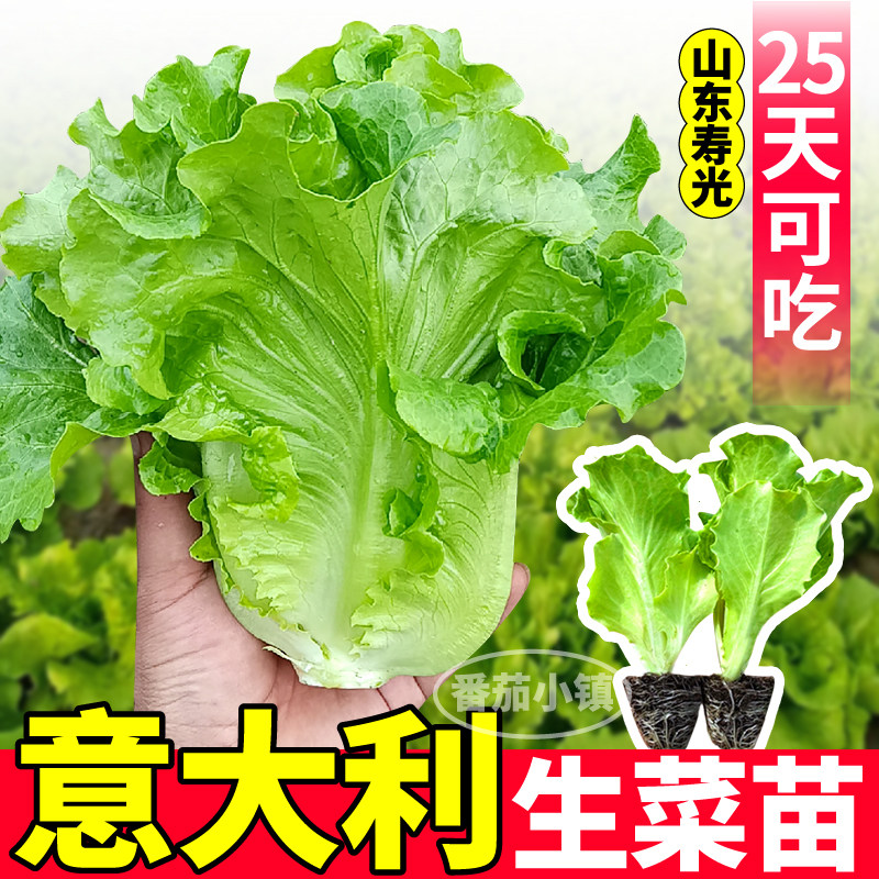 意大利生菜苗秧速生穴盘育苗带土发货四季种植阳台盆栽寿光直发