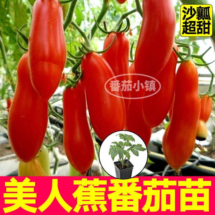 美人蕉番茄苗秧沙瓤奶油香蕉番茄种子高产抗病阳台盆栽带土球四季
