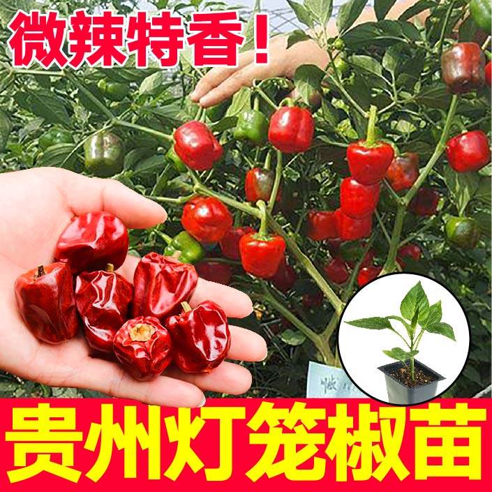 微辣特香贵州灯笼椒苗秧带土球香味浓红灯笼椒辣椒种子籽四季盆栽,鲜花速递/花卉仿真/绿植园艺,种苗/半成品盆栽,淘宝优惠券,粉丝福利购,淘宝优惠卷